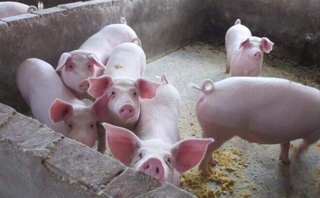 2019生猪养殖未来发展前景，农户需解决的问题有哪些？